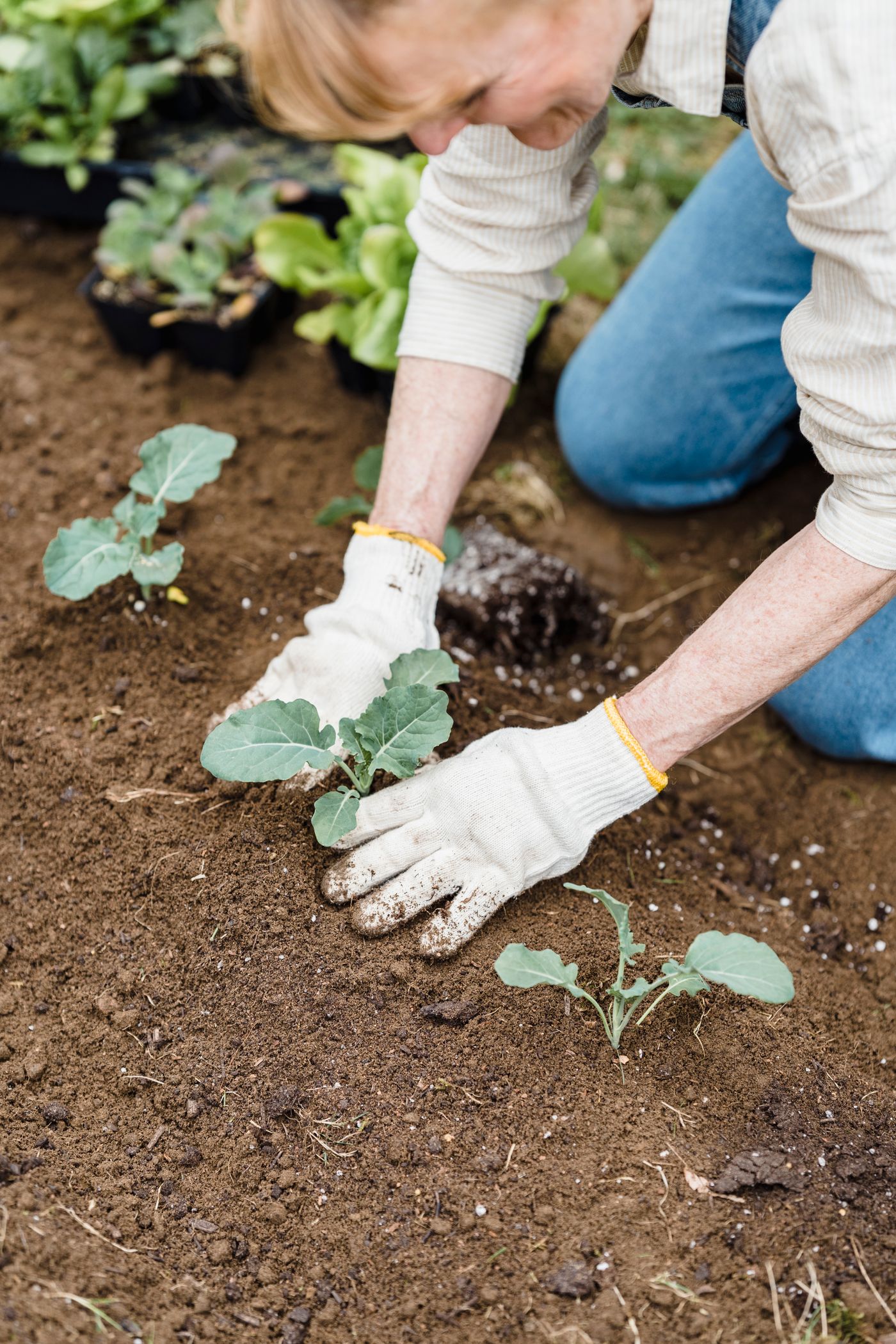Jardinière repiquant de jeunes plants au potager