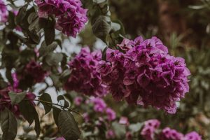 Bougainvillier qui perd ses feuilles