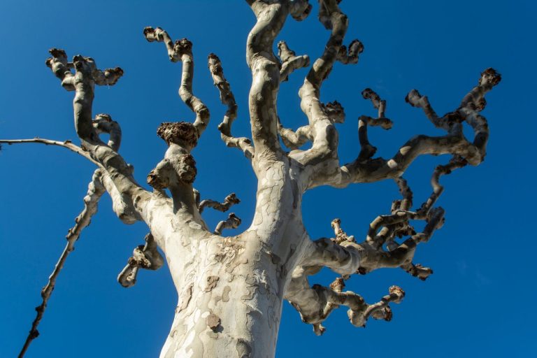 Tailler un mûrier platane