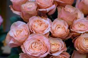 Fleurs ressemblent aux roses
