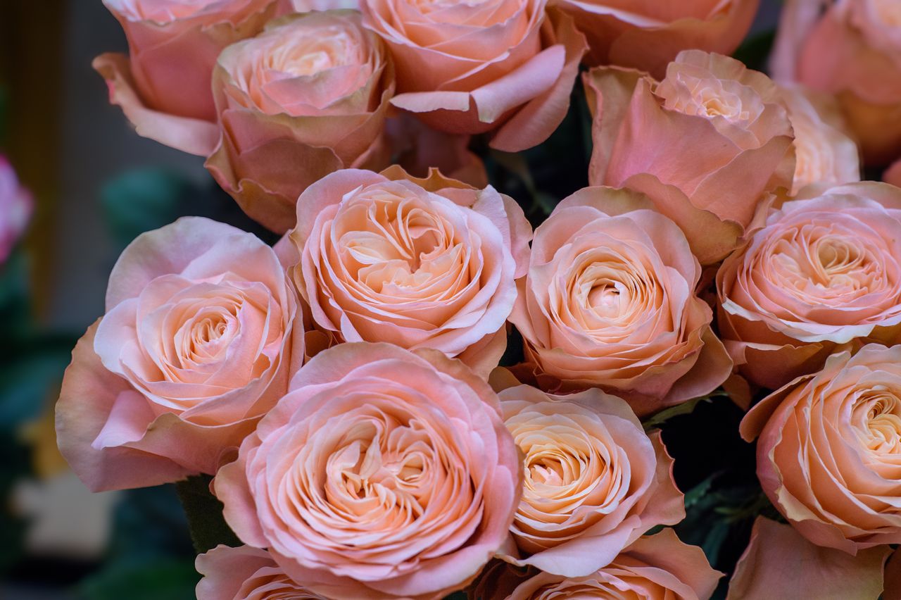 Fleurs ressemblent aux roses