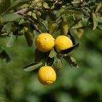 Bouturer un citronnier avec succès