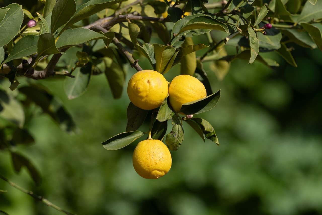 Bouturer un citronnier avec succès