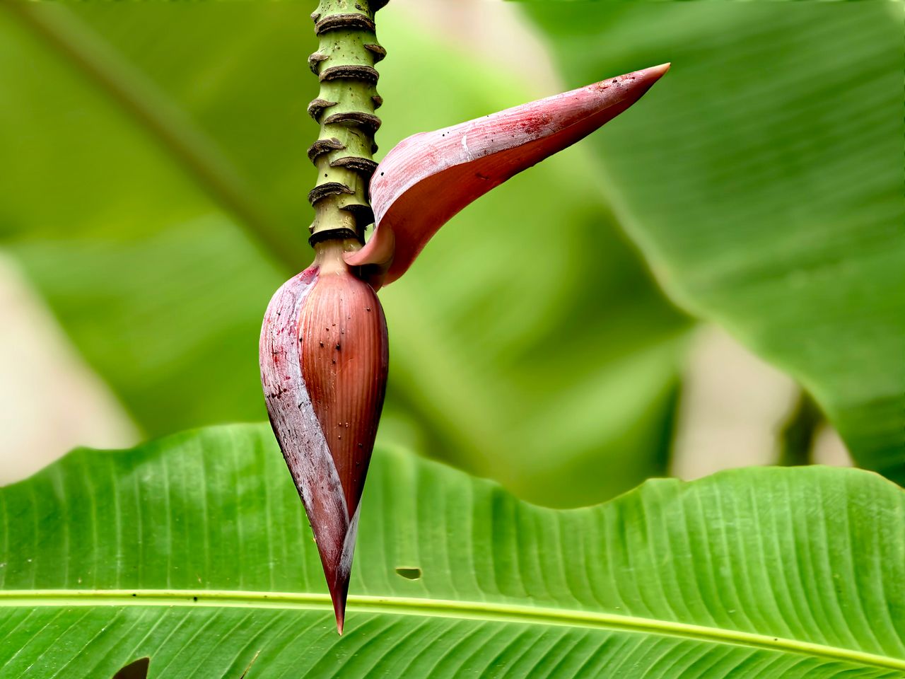 Fleur de bananier