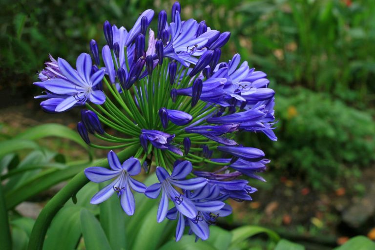 Tailler les agapanthes