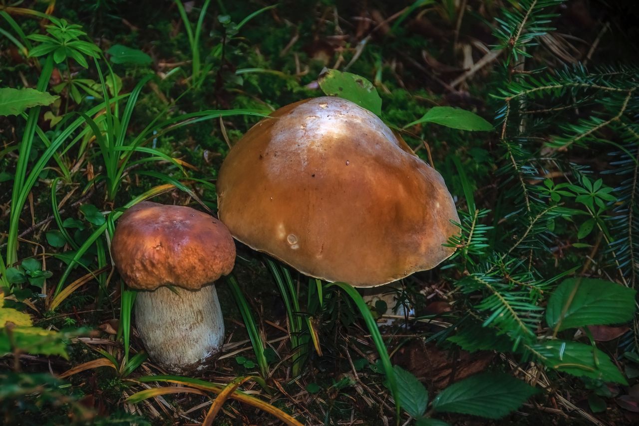 Faux cèpes dangereux