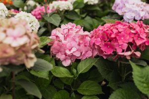 Hortensias