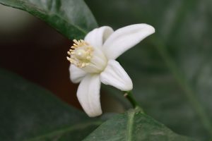 Oranger du Mexique