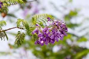 Jacaranda