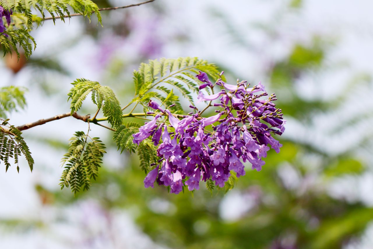 Jacaranda
