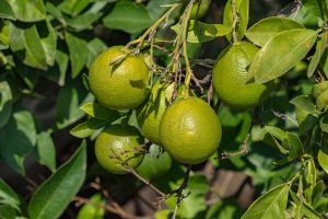 Maladies du citronnier