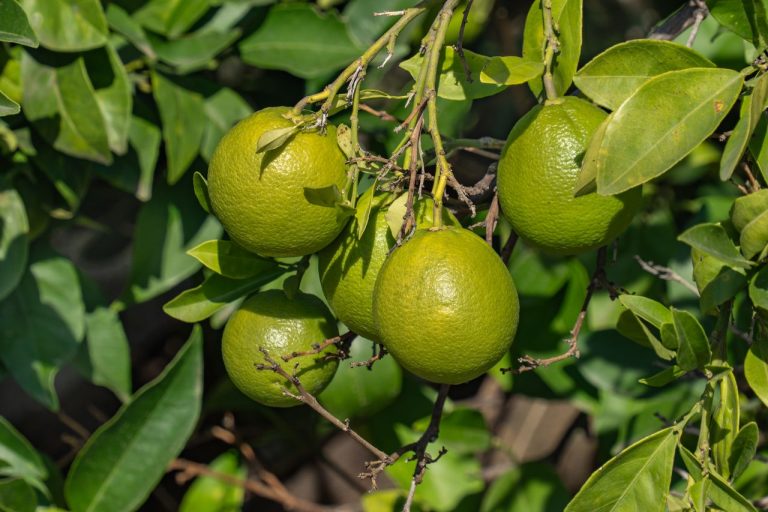 Maladies du citronnier