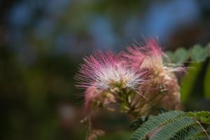 Albizia