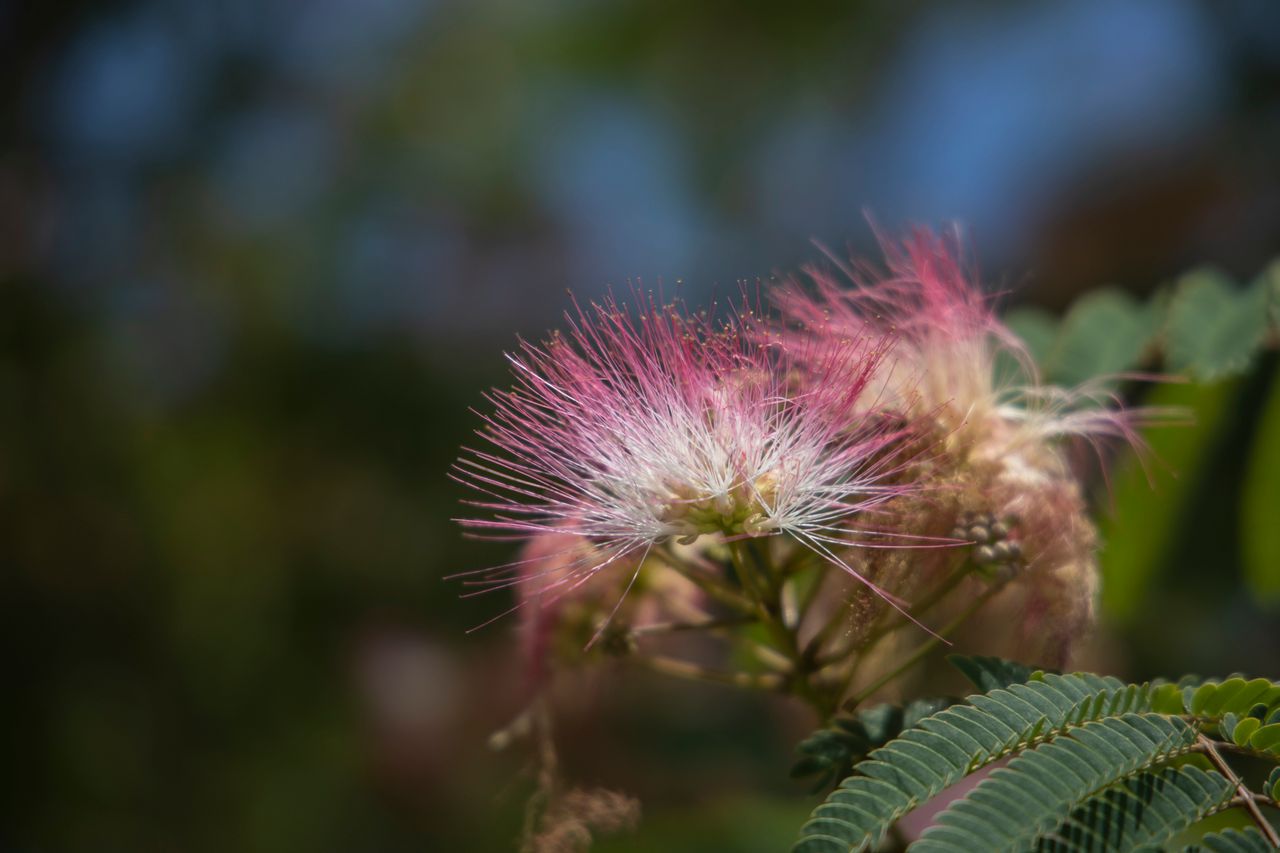 Albizia