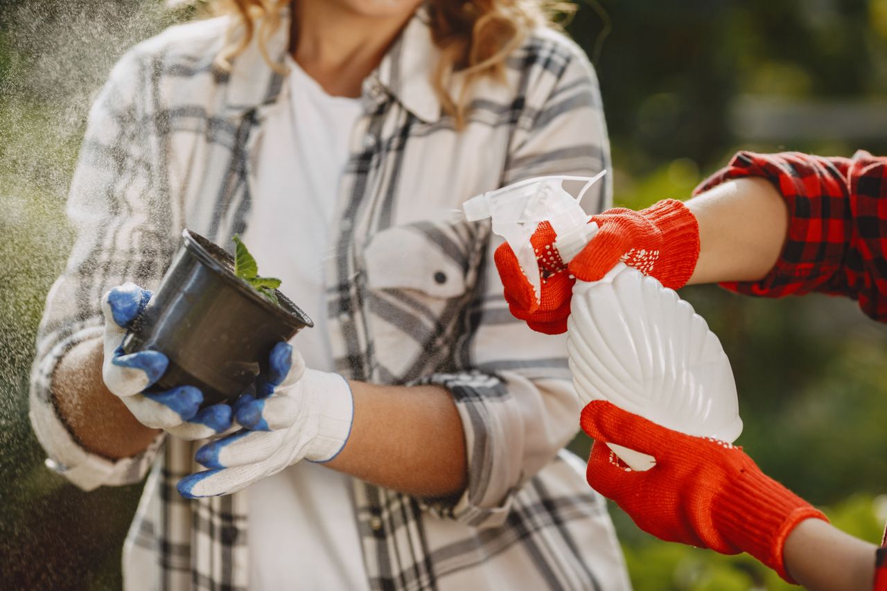 Arroser les plantes avec du bicarbonate de soude