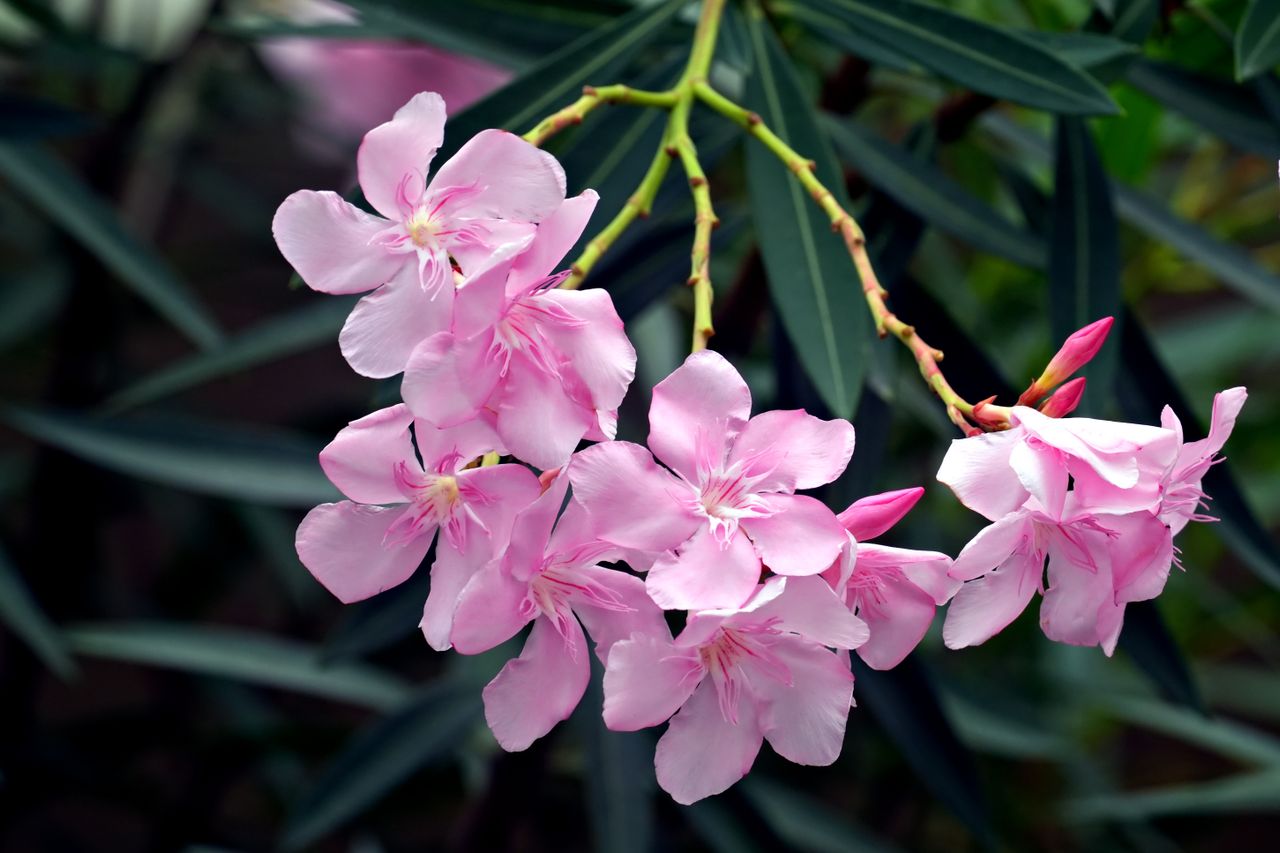 Laurier-rose