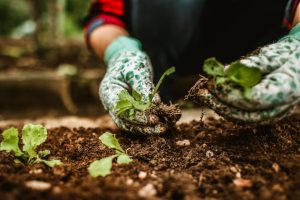 Désherbant naturel tue les racines