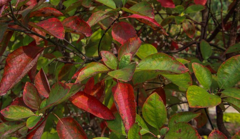 Photinia