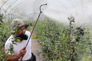Glyphosate en Espagne en 2026