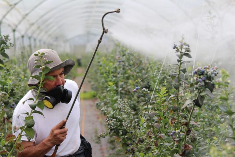 Glyphosate en Espagne en 2026
