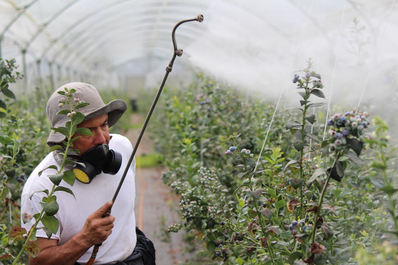 Glyphosate en Espagne en 2026
