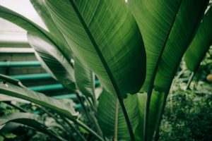 Planter un bananier en pot