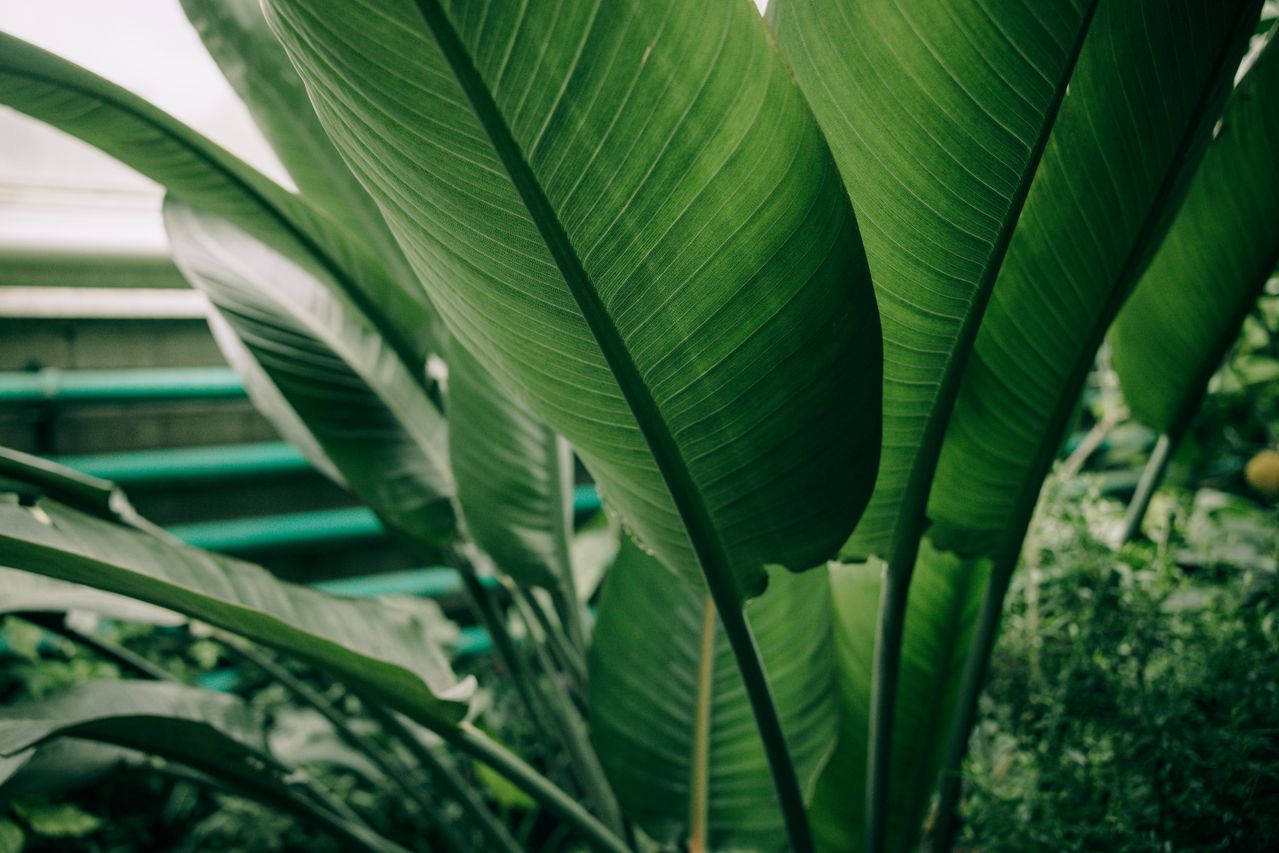 Planter un bananier en pot