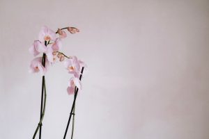 Tailler une orchidée