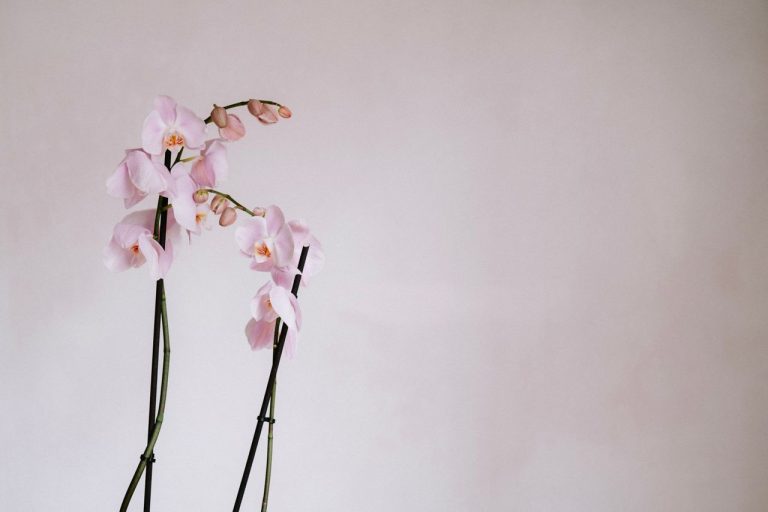 Tailler une orchidée