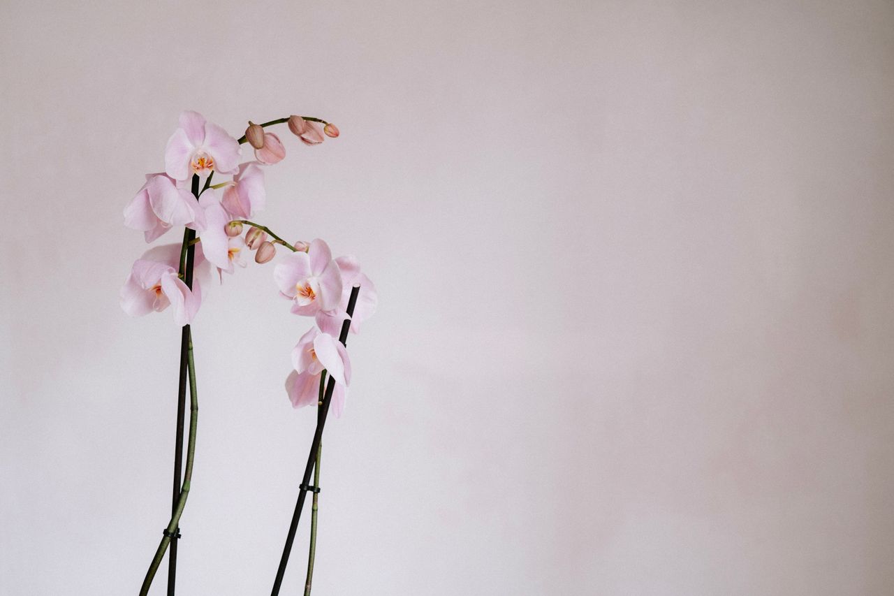 Tailler une orchidée