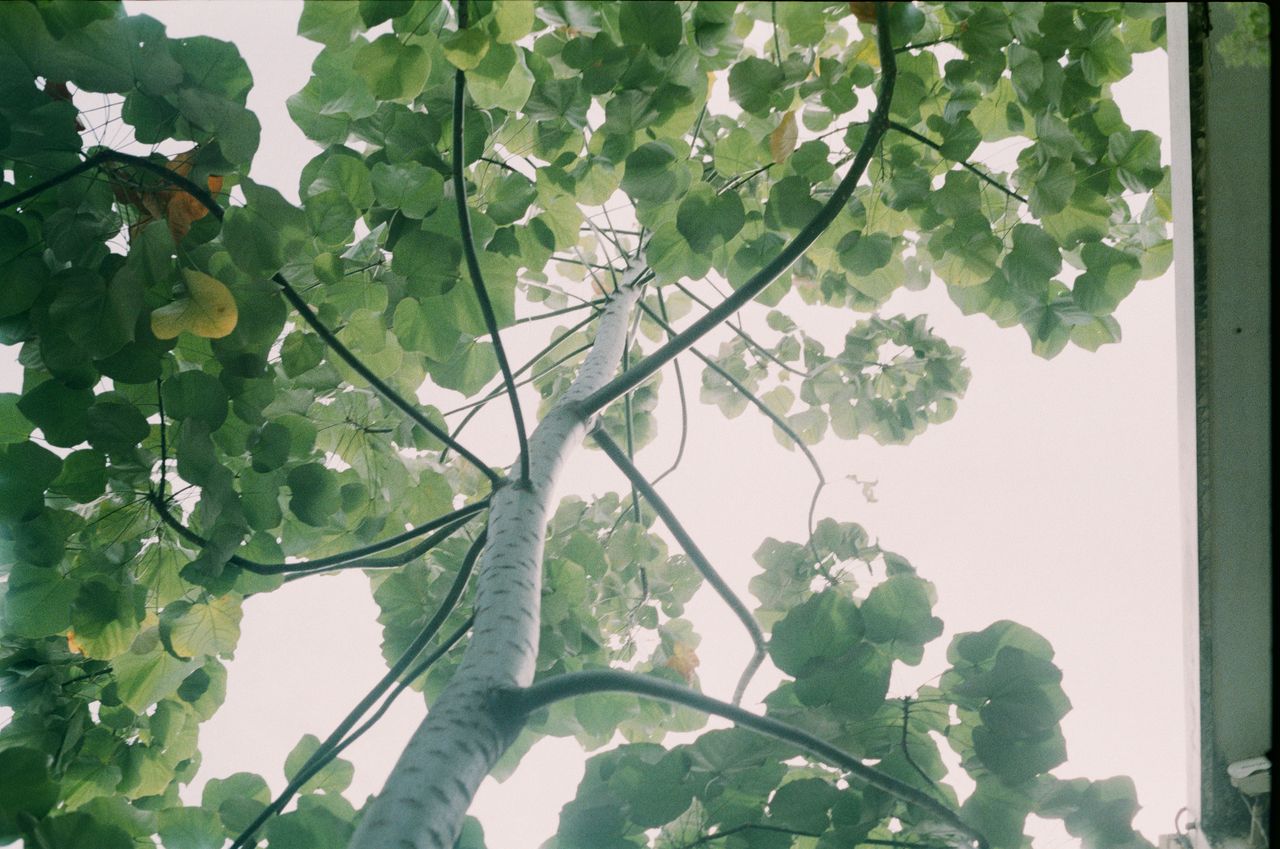 Paulownia