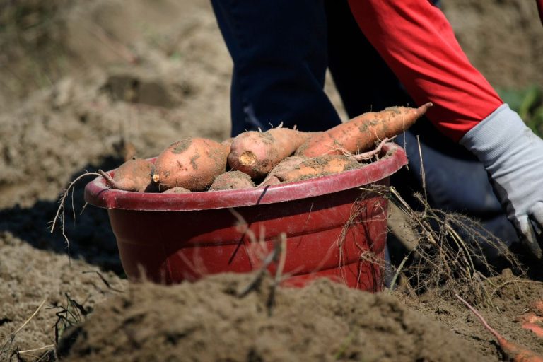 Planter les patates douces