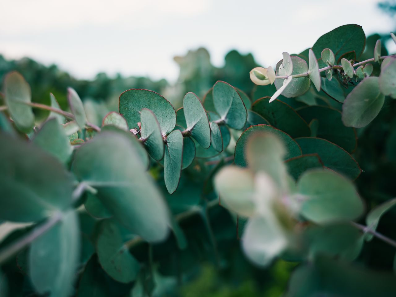 Eucalyptus gunnii