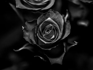 Rose noire