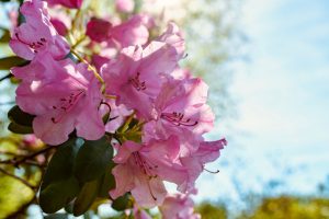 Rhododendron