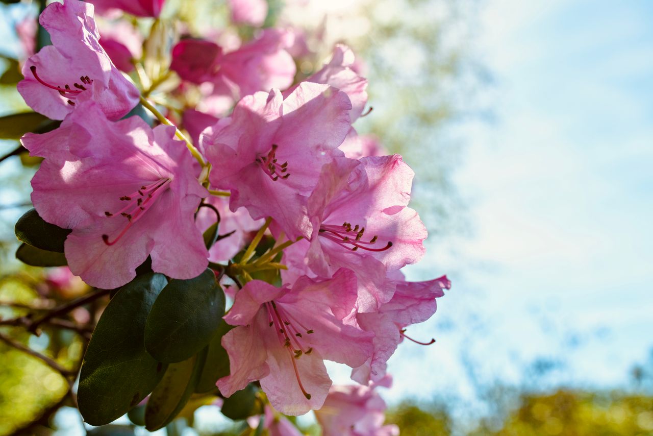Rhododendron