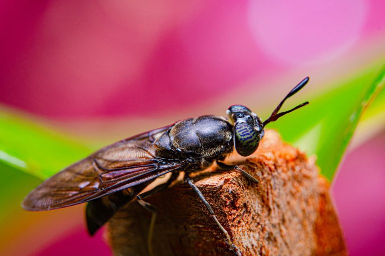 Gros insecte noir volant