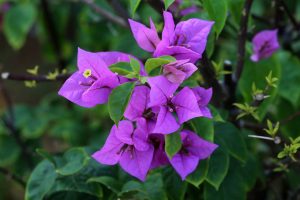 Bougainvillier