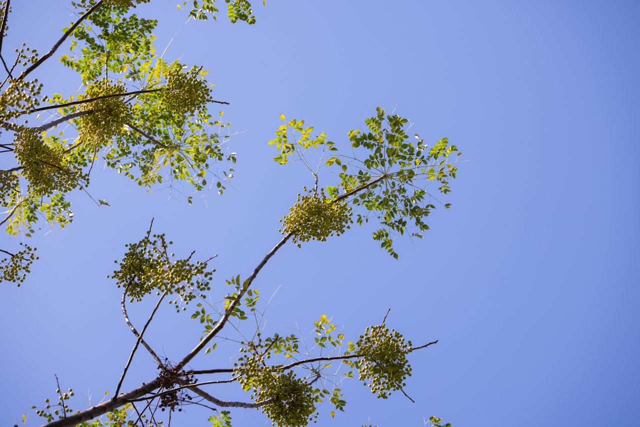 Savonnier
