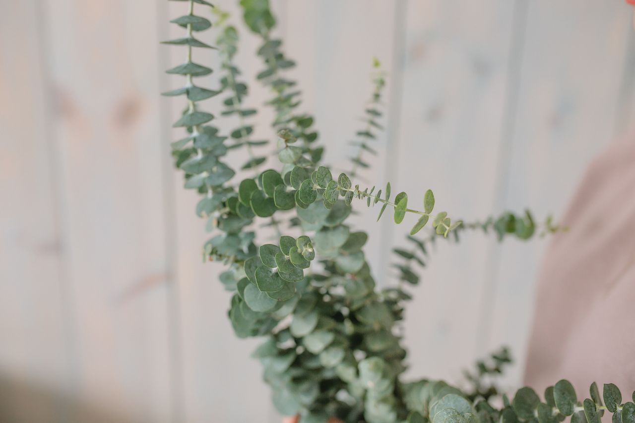 Eucalyptus gunnii