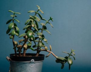 Arbre de jade