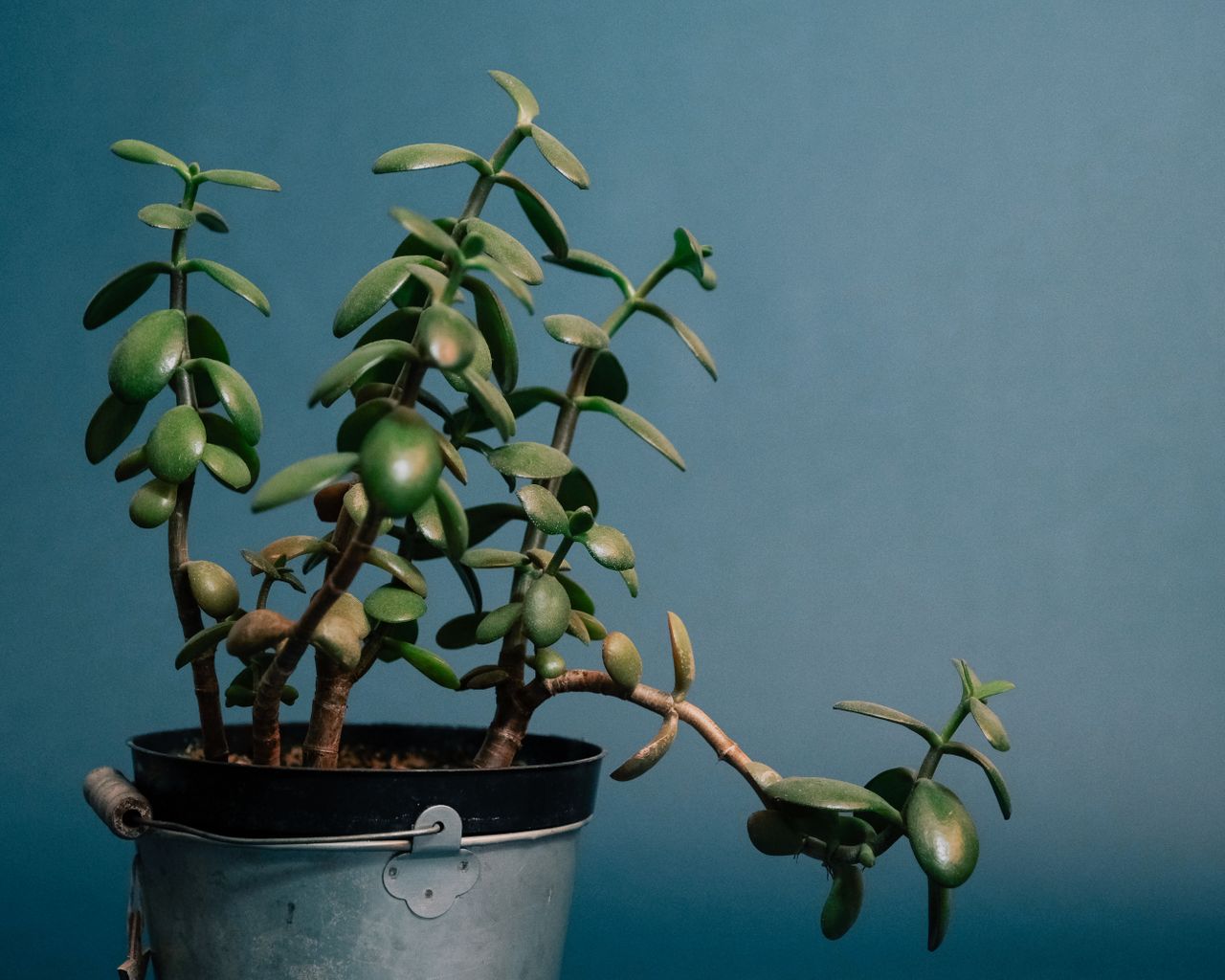 Arbre de jade