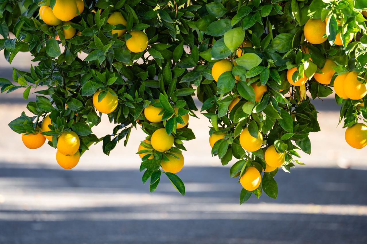 Citronnier