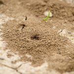 Trous dans le jardin sans monticule