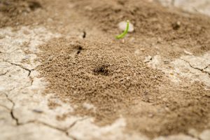 Trous dans le jardin sans monticule
