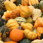 Variétés de courges