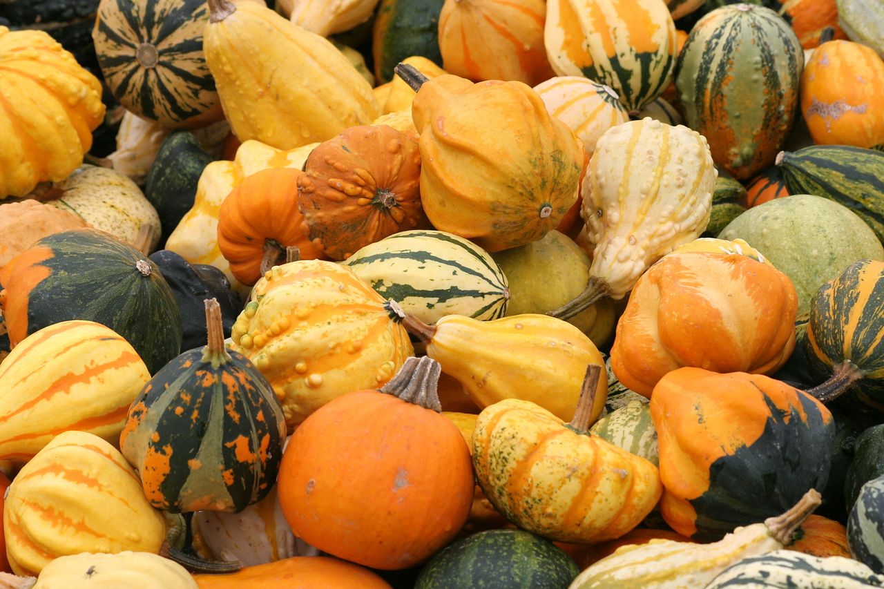Variétés de courges