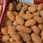 Pomme de terre Colomba