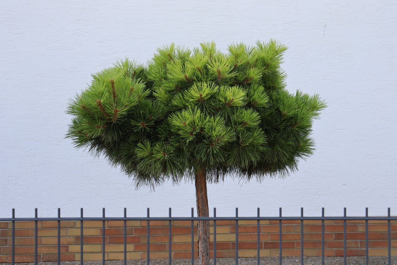 Arbre pour un petit jardin