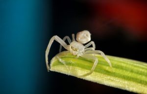 Araignée blanche